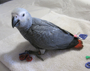 African Grey and other parrots species available