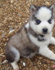 Shia is a female black and white Siberian Husky puppy. 