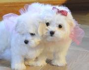 Teacup maltese puppies for sale